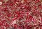 Background of Red Chocory Called RADICCHIO TARDIVO in Italy