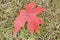 Background of a red colored autumn leaf