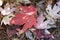 Background of a red colored lautumn leaf