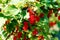 Background of red currant. Ripe red currants close-up as background.