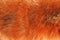 Background red Fox fur. Thick red Fox fur. Natural animal skin. Background red Fox fur.