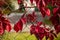 Background with red grapes on a metal mesh fence