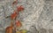 Background of red leaves of maiden grapes and gray granite stone, side view