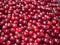 Background of red ripe cherry. Close up view on red berries. Texture of ripe cherry piled on the ground. Blurred