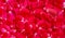 Background of red rose petals, holiday, romance, wedding, anniversary, fragrance,fragrance, flowers, pile, macro