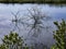 Background of Reflections in a Florida Tidal Marsh