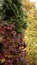 Background of rich autumn colors of yellow-crimson leaves of wild grapes