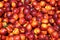 Background of ripe nectarines for sale at fruit market