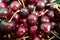 Background of ripe sweet cherry with peduncles