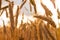 Background of ripe yellow spikelets of wheat. Field before harvesting at sunset. Partially blurred