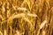 Background of ripe yellow spikelets of wheat. Field before harvesting at sunset. Partially blurred