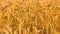 Background of ripe yellow spikelets of wheat. Field before harvesting at sunset. Partially blurred