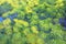 Background with ripening dill seeds. Dill umbrellas close-up