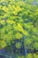 Background with ripening dill seeds. Dill umbrellas close-up