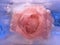 Background of rosa flower frozen in ice