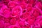 Background of rose flowers in pink, structures, designs. Floriculture