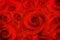 Background rose flowers, red passion