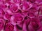 Background of roses bright pink close-up