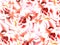 Background of roses. transparent white-pink roses. Closeup.