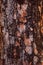 Background of rough reddish bark of pine tree close up