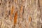 Background of rough texture of old tree bark with scratch