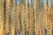 Background of rows of ripe yellow ears of wheat on a blue table