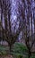 Background, rows of trees grown for timber in the Veneto region of Italy