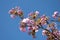 Background with Sakura blossom in beautiful natural park. Bloom cherry tree from Japan