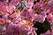 Background of sakura buds