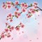 Background with sakura-Japanese cherry tree