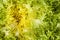 Background of salad Cichorium endivia , close up.