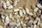 Background from sand fleas. Emerita talpoida - Atlantic Mole Cr