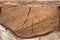 Background sawn wood birch, stump, natural wood texture