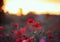 Background with scarlet flowers poppies grow on a summer meadow in the rays warm sunset