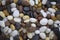 Background from sea pebbles of different colors, white, black brown. Ocean pebbles round, stone marine closeup. Backdrop design ba