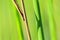 Background of seagrass closeups macro