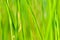 Background of seagrass closeups macro