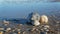 Background Seashells on Beach in the Outer Banks NC