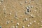 Background of seashells on Golden wet sand