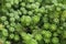 Background of sedum green flower closup