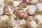 Background of the several bulbs of garlic on a pile
