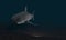 Background of shark model, 3d render