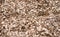 Background with shiny fine beige pebbles, in close-up,