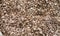 Background with shiny fine beige pebbles, in close-up,