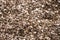 Background with shiny fine beige pebbles, in close-up,