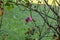 background, shrub of roses, detail, photograph taken in autumn.