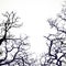 Background with silhouettes of bare branches of trees