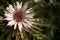 Background with silver thistle or carline thistle  	 Carlina acaulis