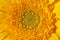 Background of single blooming flower of yellow gerbera macro