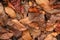 Background from sluggish leaves. Autumn. Wet leaves